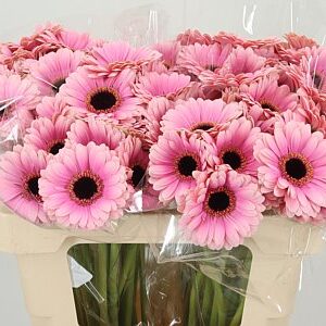 K2280_126503W_50_7_996_80_H_1-40 Gerbera Mi Aq Esmee 50 cm