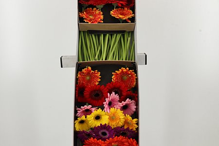 K2280_12787BOX_45_7_614_60_H_1-4 Ge Mi * Mixed