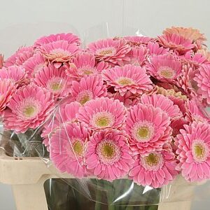 K2280_128927W_50_7_996_60_H_1-6 Gerbera Ge Mi Aq Rosamunde 50 cm