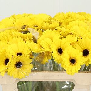 K2280_128934W_50_7_996_80_H_1-7 Gerbera Ge Mi Aq Sunshine