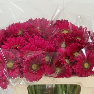 Gerbera Ge Mi @ Vivian