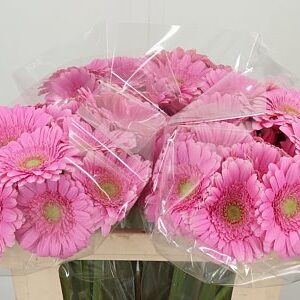 K2280_131408W_50_7_996_60_H_1-11 Gerbera Ge Mi Aq Kirstey 50 cm
