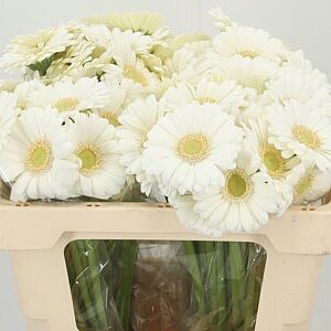 K2280_29059W_50_7_996_80_H_1-7 Biela gerbera Mi Aq Albino s dĺžkou 50 cm