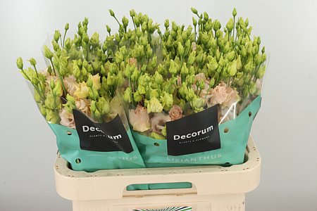K24311_113255_70_55_23_992_40_H_1-3 Eustoma Alissa Light Apricot