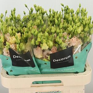 K24311_113255_70_55_23_992_40_H_1-6 Eustoma Alissa Light Apricot