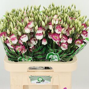 K24311_119785_70_55_23_992_40_H_1-7 Eustoma Excalibur Hot Lips 70 cm