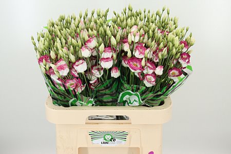 K24311_119785_70_55_23_992_40_H_1-7 Eustoma Excalibur Hot Lips 70 cm