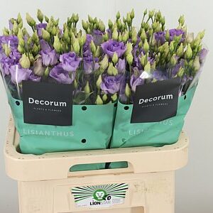 K24311_123008_70_H_1-97 Eustoma Corelli Lavender 70 cm