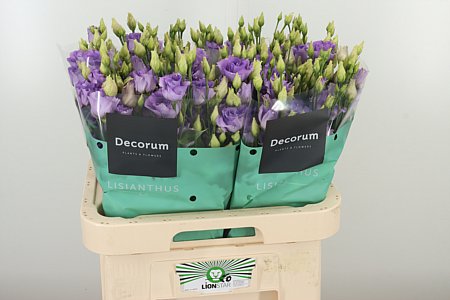 K24311_123008_70_H_1-97 Eustoma Corelli Lavender 70 cm