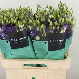 K24311_18291_70_55_23_992_40_H_1-5 Eustoma Rosita Blue 70 cm
