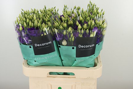 K24311_18291_70_55_23_992_40_H_1-5 Eustoma Rosita Blue 70 cm