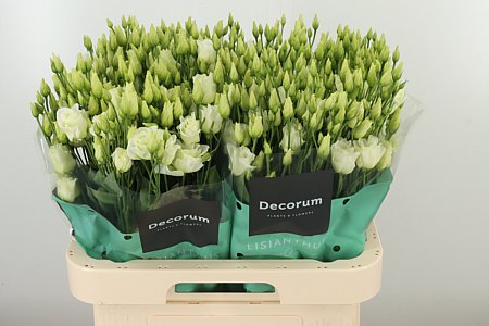 K24311_18292_70_55_23_992_40_H_1-57 Eustoma Rosita Green 70 cm
