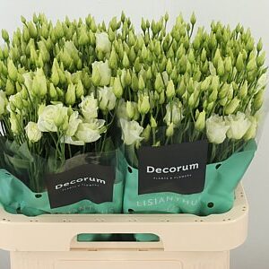 Eustoma Rosita Green 70 cm