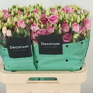 K24311_18293_70_55_23_992_40_H_1-130 Eustoma Rosita Rose Pink 70 cm