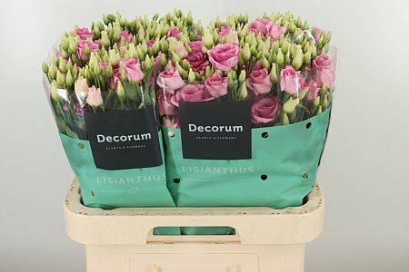 K24311_18293_70_55_23_992_40_H_1-130 Eustoma Rosita Rose Pink 70 cm