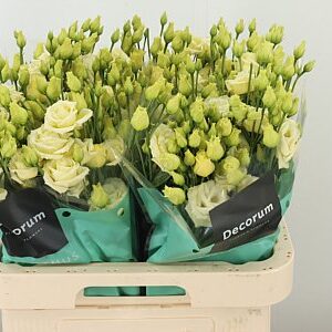 K24311_25822_70_55_23_992_40_H_1-59 Eustoma Rosita Yellow 70 cm