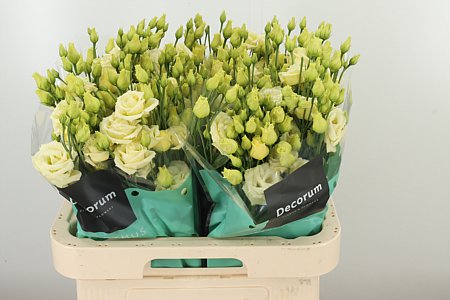 K24311_25822_70_55_23_992_40_H_1-59 Eustoma Rosita Yellow 70 cm