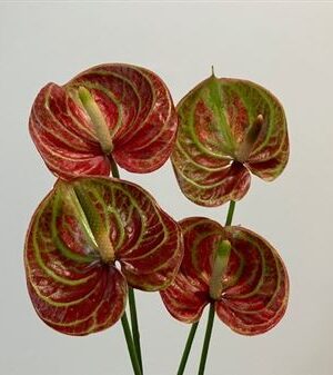 K26430_129297_0_H_1-4 Antúria Anthurium Caribean