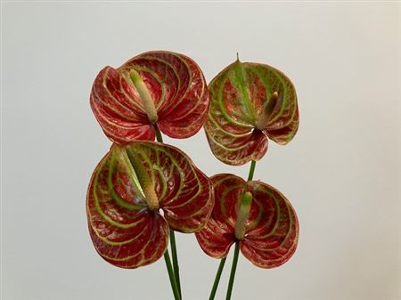 Antúria Anthurium Caribean