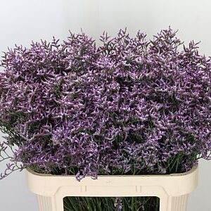 K283268_107109_80_35_13_998_50_H_1-2 Limonium Limon Saf Lilac