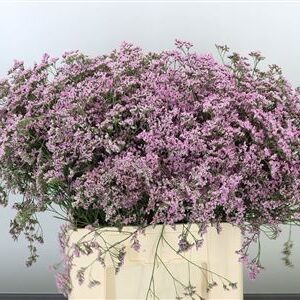 K283268_120901_70_35_23_588_50_H_1-2 Limonium Saf Oshi Pink