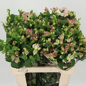 K30166_115563_60_0_23_996_60_H_1-32 Alstroemeria Charmelia Pink