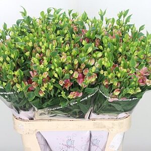 Alstr Flor Charmelia Pink