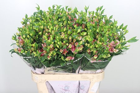 Alstr Flor Charmelia Pink