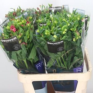 Alstr Flor Mix
