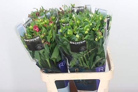 Alstr Flor Mix