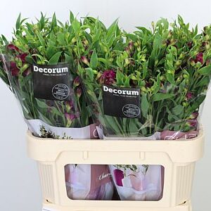 Alstr Flor Charmelia Purple
