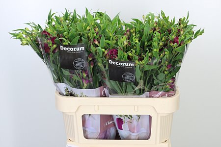 Alstr Flor Charmelia Purple