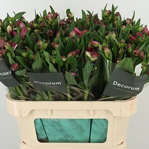 K30166_131533_75_H_1-10 Alstroemeria Bikini 75 cm