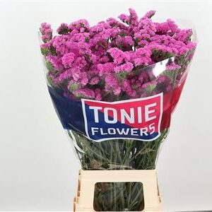 Limonium Saf Oshi Pink