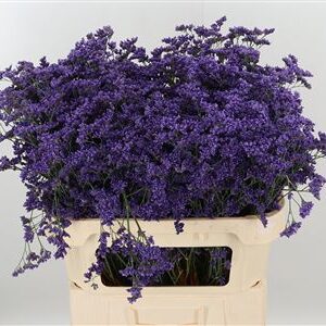 K3146_120941_70_40_34_996_25_H_1-19 Limonium Sin Kansas Blue 70 cm