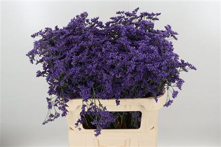 K3146_120941_70_40_34_996_25_H_1-19 Limonium Sin Kansas Blue 70 cm