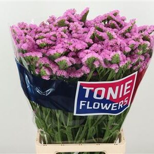 K3146_120974_80_H_1-1 Limonium S Apricot Sun Birds 80 cm