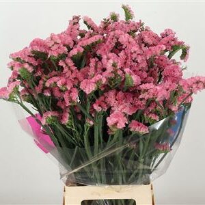 K3146_20503_80_H_1-1 Limonium S Apricot Sun Birds 80 cm