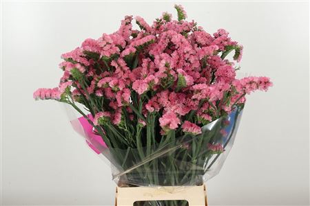 K3146_20503_80_H_1-1 Limonium S Apricot Sun Birds 80 cm