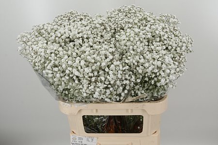K324624_110252_80_40_23_998_50_H_1-3 Gypsophila Pa Xlence 60 cm