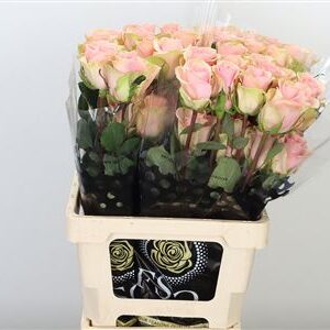 R Eq Absolut In Pink