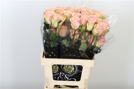 K324624_REQABS_60_996_40_H_1 R Eq Absolut In Pink
