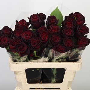 Ruža Ecuador Black Baccara 50 cm