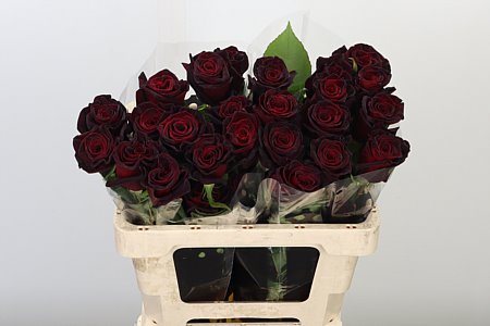 Ruža Ecuador Black Baccara 50 cm