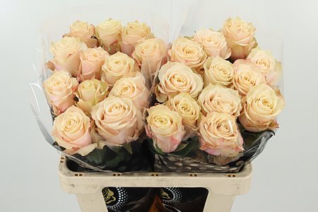 K324624_REQCHAP_50_996_40_H_1-4 R Eq Champagner