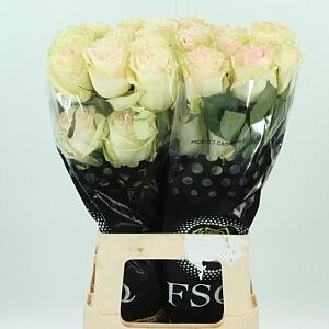 K324624_REQMARZ_60_996_40_H_1-8 Ruža Ekvádor Marzipan 60 cm