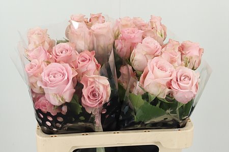 K324624_REQS4L_60_996_40_H_1 R Eq Sweet 4 Love