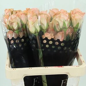Limonium Sin Tiffany Diamond