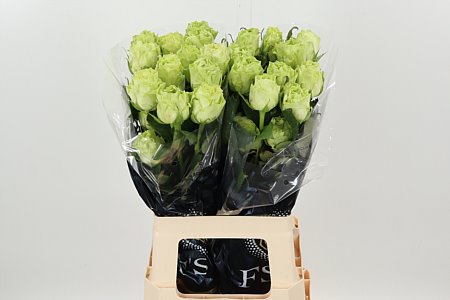 R Eq Wasabi