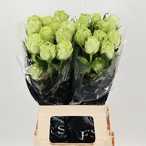 K324624_REQWAS_60_996_40_H_1 R Eq Wasabi